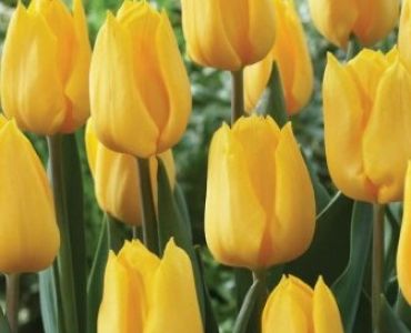 Лале Yellow Flight